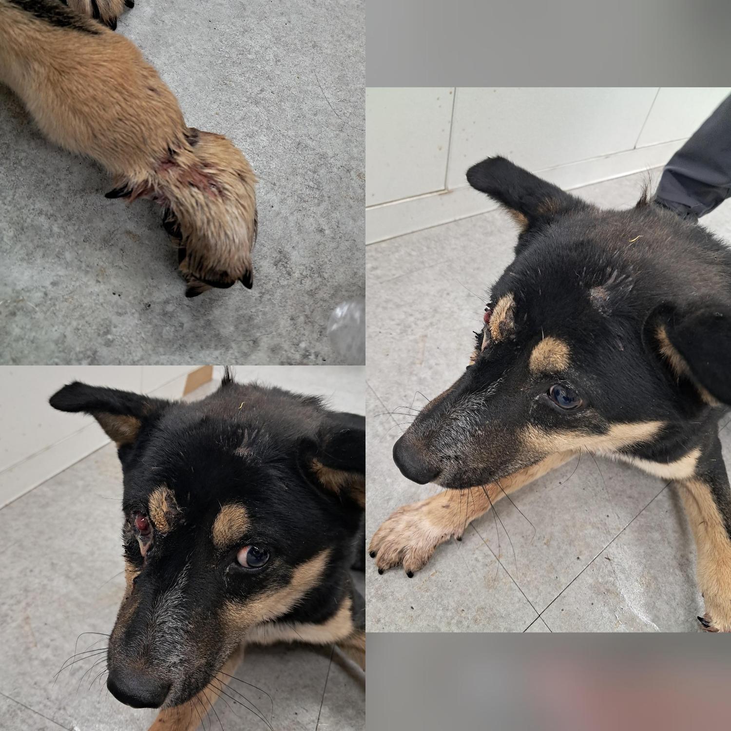 보호중 믹스견의 가…